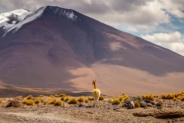 Fotobehang Guanaco vicuna in Bolivia altiplano near Chilean atacama border, South America © Aide