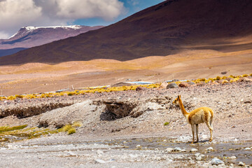 Guanaco vicuna in Bolivia altiplano near Chilean atacama border, South America