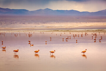 Fototapeta premium Laguna colorada, Red lake, with Flamingos and Volcanic landscape, Andes, Bolivia