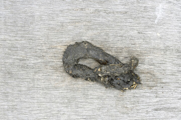 アメリカミンクの糞（北海道・釧路湿原）  © 愛 高行