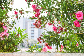 Fototapeta na wymiar Beautiful pink flowers on city street, closeup