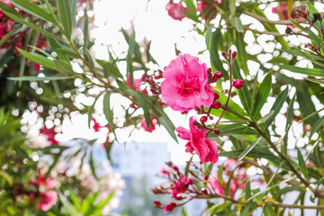 Beautiful pink flowers on city street, closeup