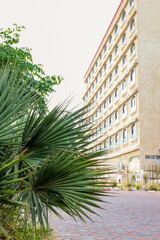 Fototapeta na wymiar View of city street with green palm tree and building