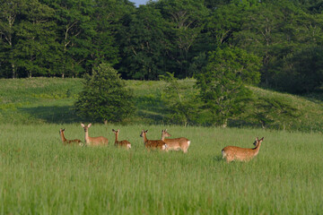 草原とエゾシカの群（北海道・鶴居村）
