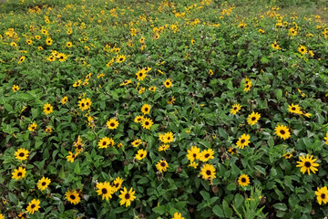 View of yellow flowers with green leaves outdoors