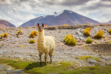Fototapeta premium LLama alpaca in Bolivia altiplano near Chilean atacama border, South America