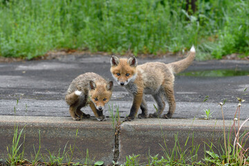 キタキツネの兄弟（北海道・知床）
