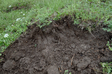 ヒグマの食痕（北海道・大雪山）
