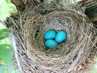 Three Blue Robin Bird Eggs in a Nest