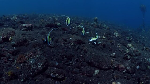 A group of Moorish Idol - Zanclus cornutus looking for food on the sea bottom. Underwater world of Tulamben, Bali, Indonesia.