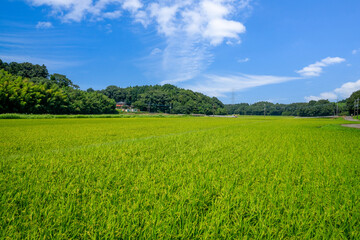 Obraz premium 田園風景