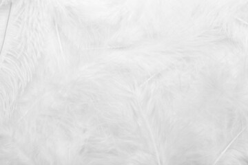 Beautiful white feathers as background, closeup