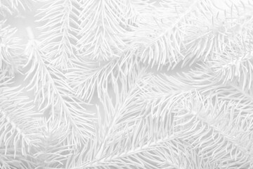 White fir branches as background, closeup