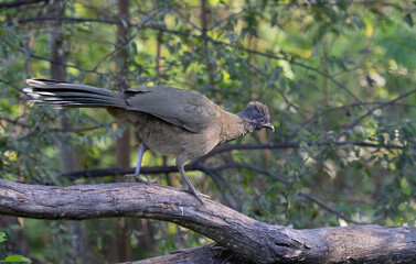 Plain chachalaca (Ortalis vetula) close up, Mission, Texas