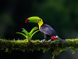 Keel-billed Toucan portrait on mossy stick against dark green background © FotoRequest