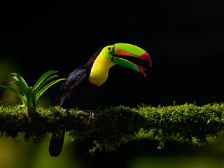 Keel-billed Toucan portrait on mossy stick against dark green background