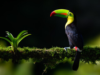 Keel-billed Toucan portrait on mossy stick against dark green background