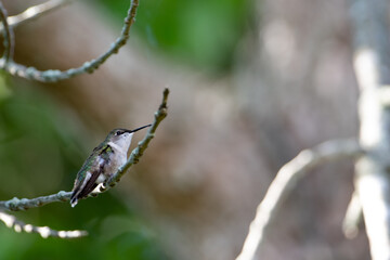 Ruby-throated Hummingbird (Archilochus colubris) Perched on Branch in Westhampton, New York, United States