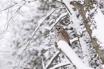 Barred Owl in Winter