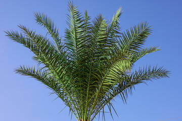 Palm with green leaves against blue sky