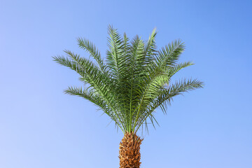 Tropical palm tree with green fronds and brown trunk against a clear blue sky, summer vacation and exotic travel, this image concepts of summer vacation exotic travel and serene natural environments © Pixel-Shot