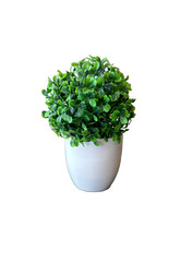 Green plant in a white pot cut out. Table top plant for house decoration.