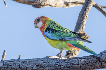 Eastern Rosella in Victoria Australia