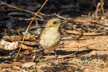 Fuscous Honeyeater in Victoria Australia