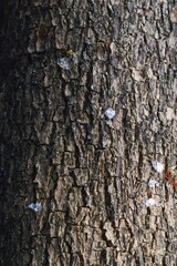 Wood Tree Texture Background Pattern