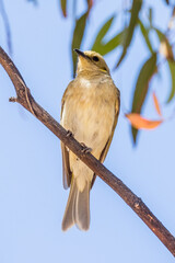 Fuscous Honeyeater in Victoria Australia