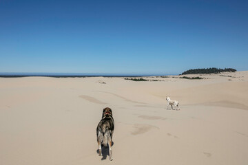 Dogs on the Beach