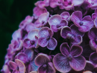Fototapeta na wymiar Close up of a hydrangea flower