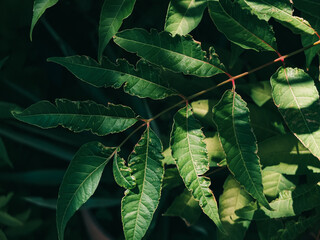 leaves on a tree