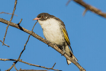 Painted Honeyeater in Victoria Australia