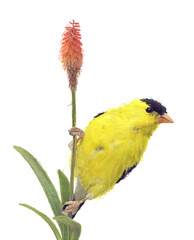 Yellow Bird. American Goldfinch on White Background