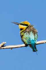 Rainbow Bee-eater in Victoria Australia