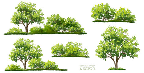 Vector watercolor of tree side view isolated on white background  for landscape  and architecture drawing, elements for environment and garden, painting botanical for section and elevation 
