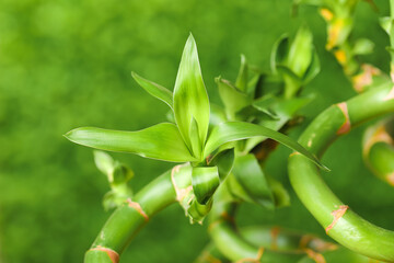 Fototapeta na wymiar Green bamboo stems outdoors, closeup