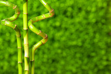 Fototapeta na wymiar Fresh bamboo stems on green background, closeup