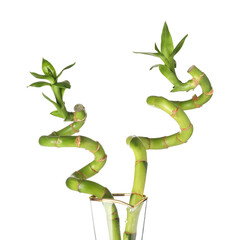 Fototapeta na wymiar Vase with green bamboo branches isolated on white background