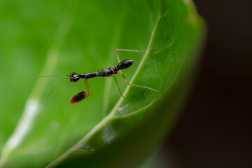 Close-up Asian ant mantis on green leaf