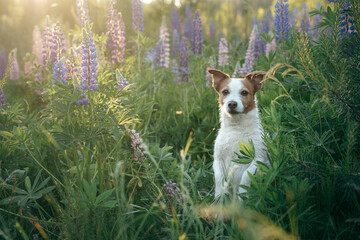 dog in lupine flowers in nature. Funny Jack Russell Terrier