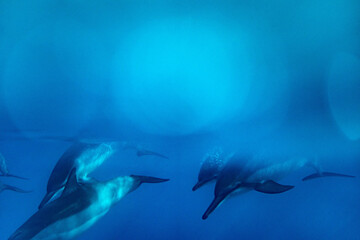 dolphin pod