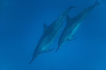 Dolphins