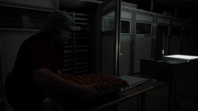 Worker putting the brown eggs into the incubator at the agricultural production farm. Production of the chicken eggs at the farm. Storing lots of chicken eggs in a hatchery at the production farm