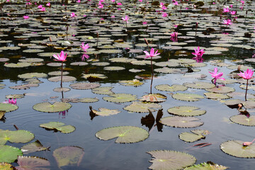 A beautiful pink waterlily or lotus flower in pond. Many blooming lotuses