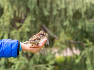 The boy feeds the birds with seeds from his hand. Sparrow eats seeds from the boy's hand