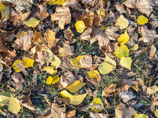 Orange, brown and yellow fallen oak leaves in the sunlight.