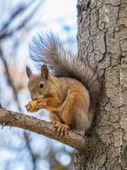 The squirrel with nut sits on tree in the autumn. Eurasian red squirrel, Sciurus vulgaris.