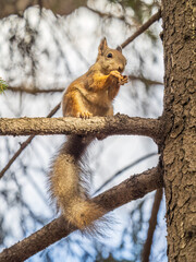 Obraz premium The squirrel with nut sits on tree in the autumn. Eurasian red squirrel, Sciurus vulgaris.